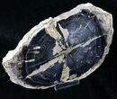 Petrified Wood Slice - Eden Valley, Wyoming #19343-1